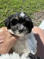 Max, a male Shihpoo for sale in Rutland, IL – 2 of 2