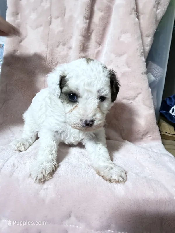 Sugar – Havapoo puppy for sale in Rutland, IL