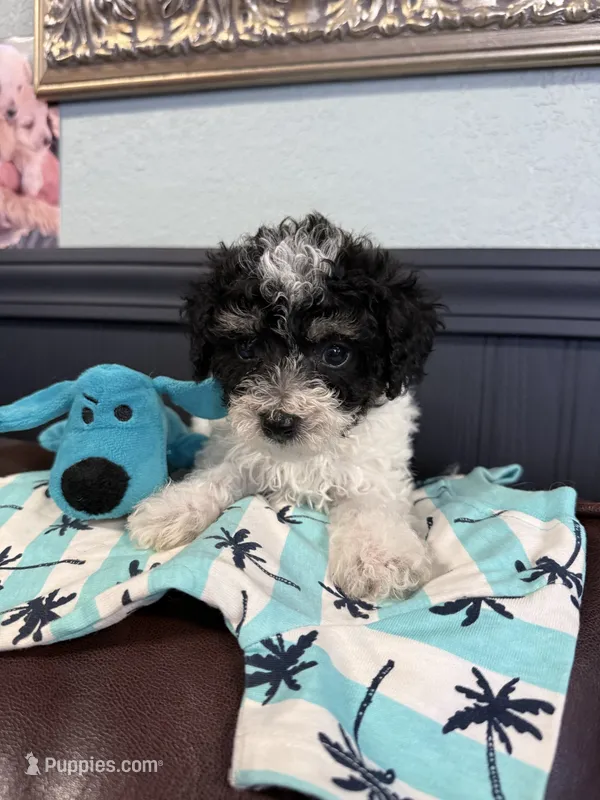 Cowboy – Bichpoo puppy for sale in Rutland, IL