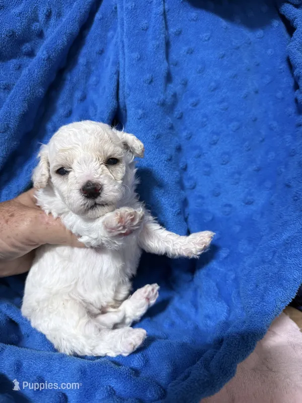 Linus  – Bichpoo puppy for sale in Rutland, IL