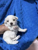 Linus , a male Bichpoo for sale in Rutland, IL – 1 of 1