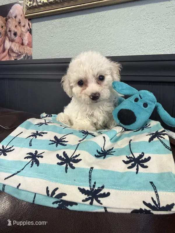 Linus  – Bichpoo puppy for sale in Rutland, IL
