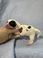 Trey, a male Havapoo for sale in Rutland, IL – 2 of 2