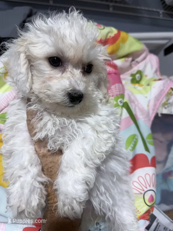 Jade – Bichpoo puppy for sale in Rutland, IL