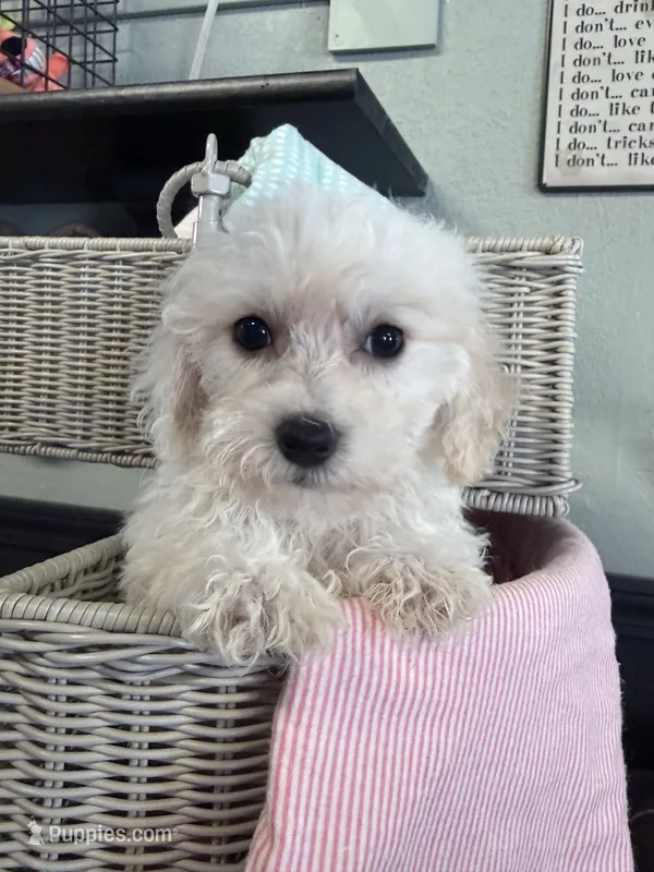 Jade – Bichpoo puppy for sale in Rutland, IL