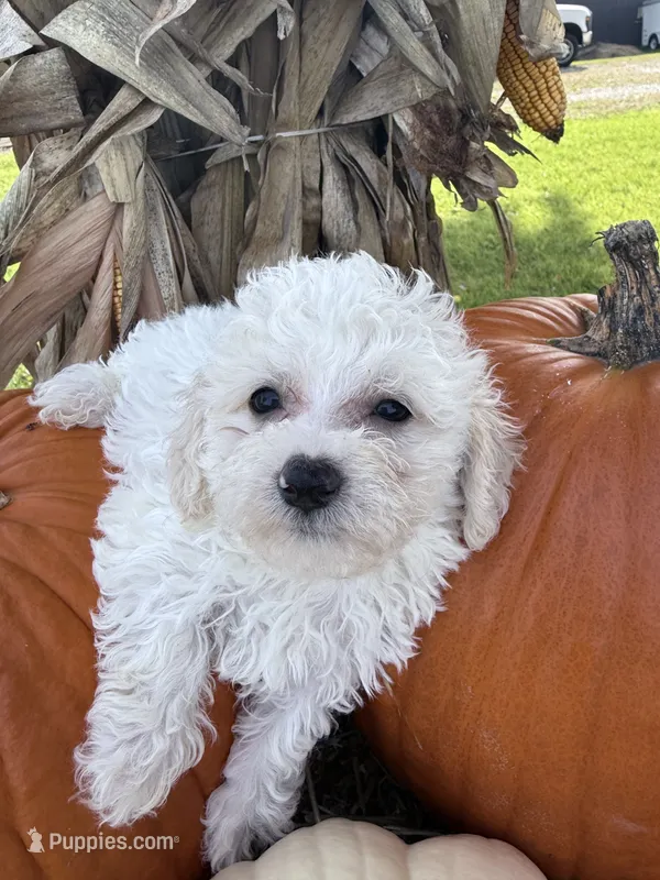 Linus  – Bichpoo puppy for sale in Rutland, IL