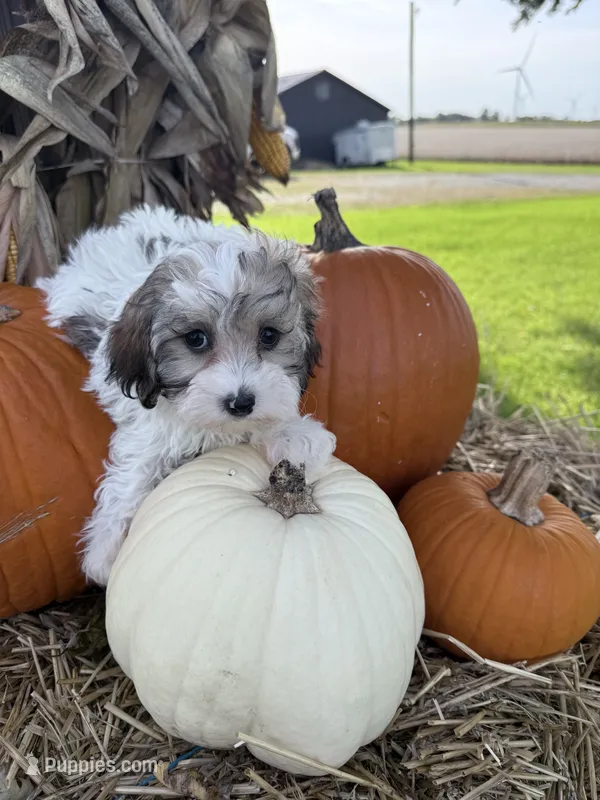 Trey – Havapoo puppy for sale in Rutland, IL