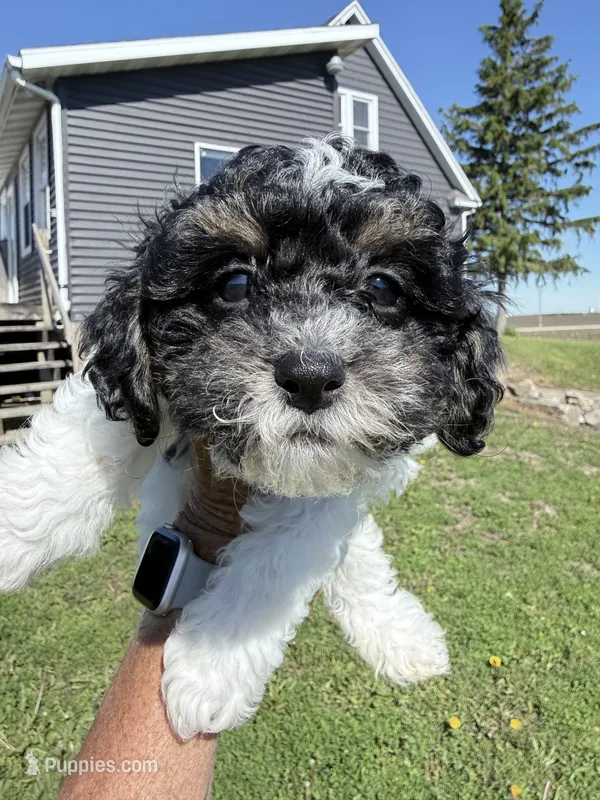 Max – Shihpoo puppy for sale in Rutland, IL