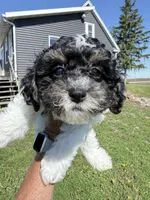 Max, a male Shihpoo for sale in Rutland, IL – 1 of 2