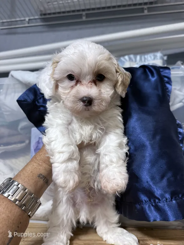 Rec – Havapoo puppy for sale in Rutland, IL