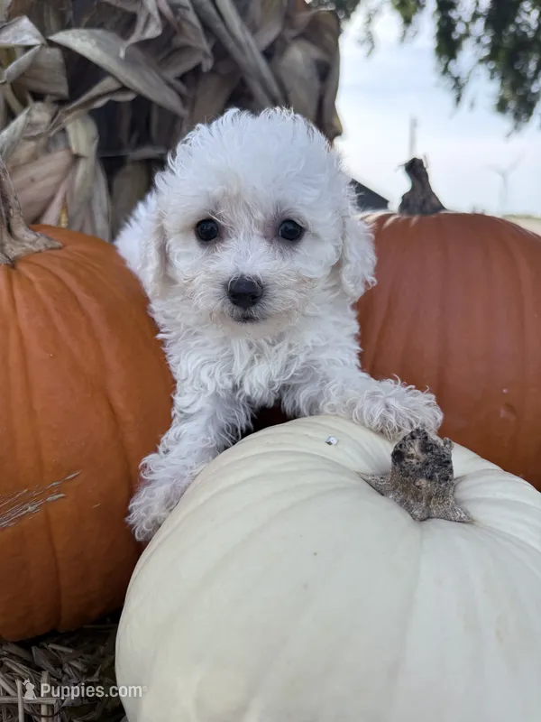 Jade – Bichpoo puppy for sale in Rutland, IL