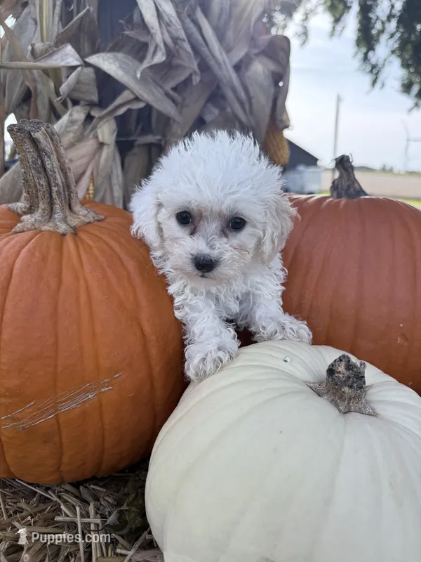 Nessa – Bichpoo puppy for sale in Rutland, IL