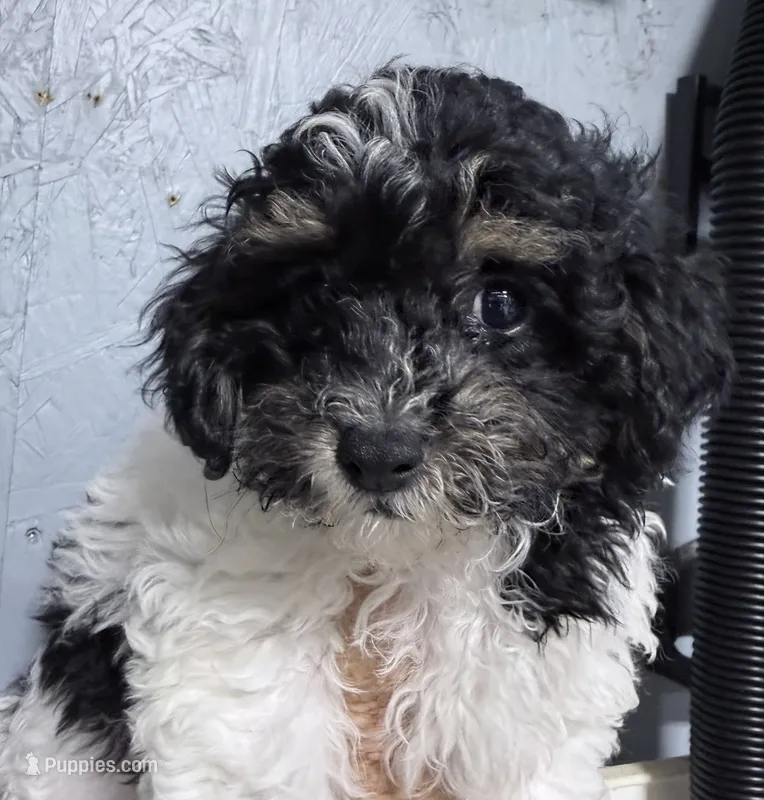 Max – Shihpoo puppy for sale in Rutland, IL