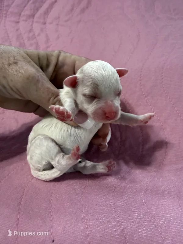 Willow – Havapoo puppy for sale in Rutland, IL