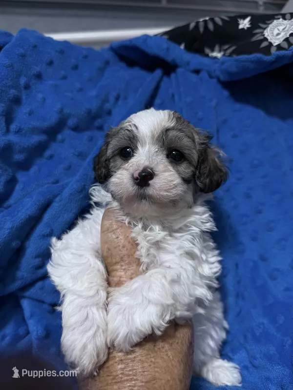 Trey – Havapoo puppy for sale in Rutland, IL
