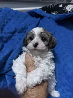 Trey, a male Havapoo for sale in Rutland, IL – 2 of 2