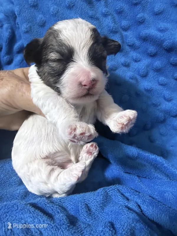 Trey – Havapoo puppy for sale in Rutland, IL