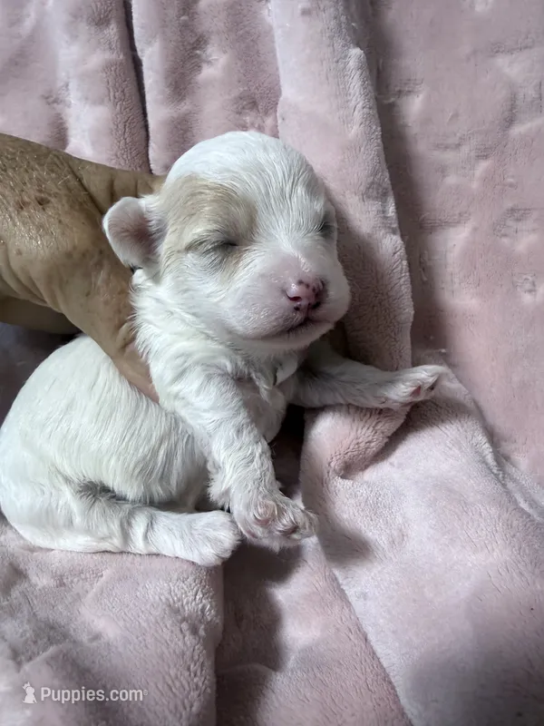 Willow – Havapoo puppy for sale in Rutland, IL