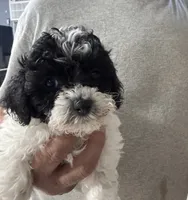 Buddy , a male Shihpoo for sale in Rutland, IL – 1 of 2