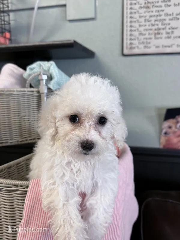 Nessa – Bichpoo puppy for sale in Rutland, IL