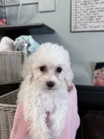 Nessa, a female Bichpoo for sale in Rutland, IL – 1 of 1