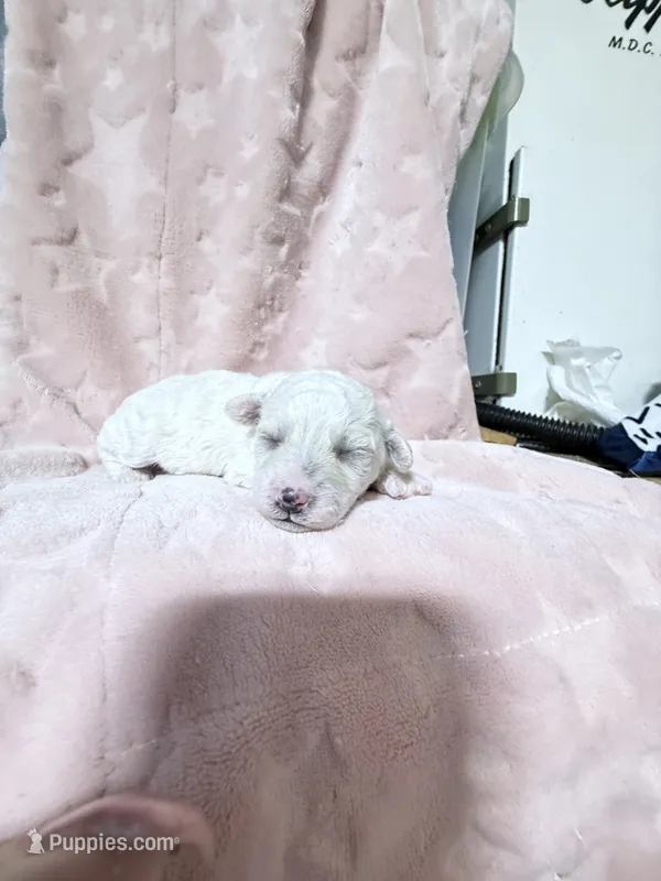 Jade – Bichpoo puppy for sale in Rutland, IL
