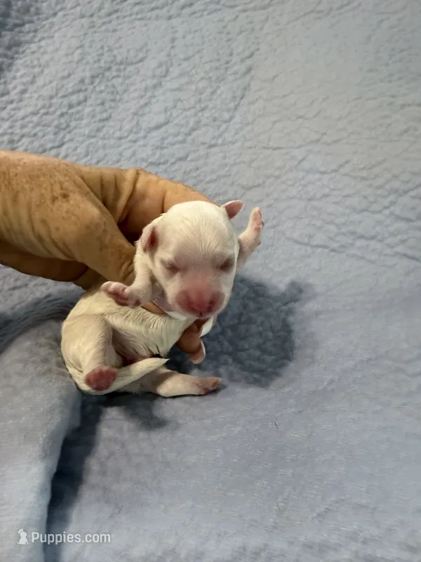 Mac – Havapoo puppy for sale in Rutland, IL