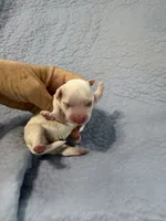 Mac, a male Havapoo for sale in Rutland, IL – 1 of 1