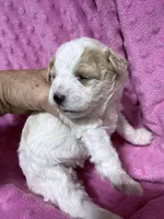 Candi, a female Shihpoo for sale in Rutland, IL – Photo 1 of 2