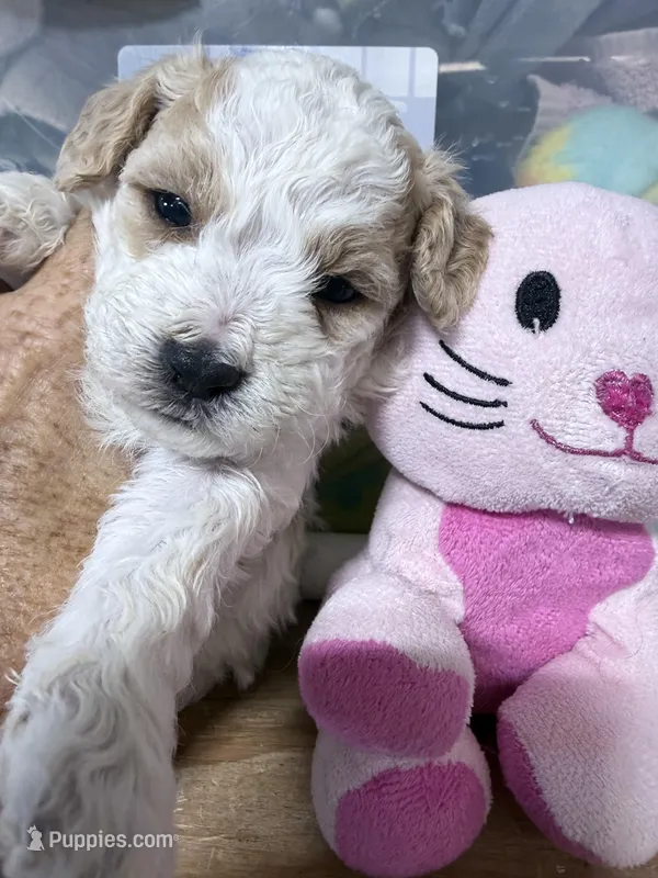 Candi – Shihpoo puppy for sale in Rutland, IL