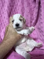 Candi, a female Shihpoo for sale in Rutland, IL – Photo 2 of 2