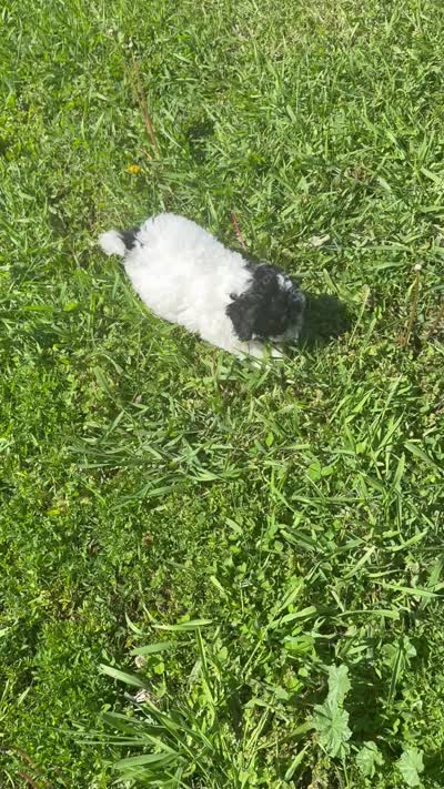 Buddy , a male Shihpoo for sale in Rutland, IL – 2 of 2