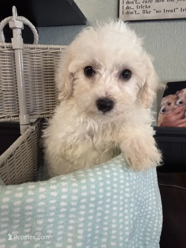 Pete – Bichpoo puppy for sale in Rutland, IL