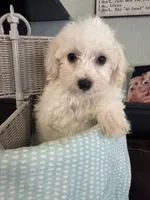 Pete, a male Bichpoo for sale in Rutland, IL – 1 of 1