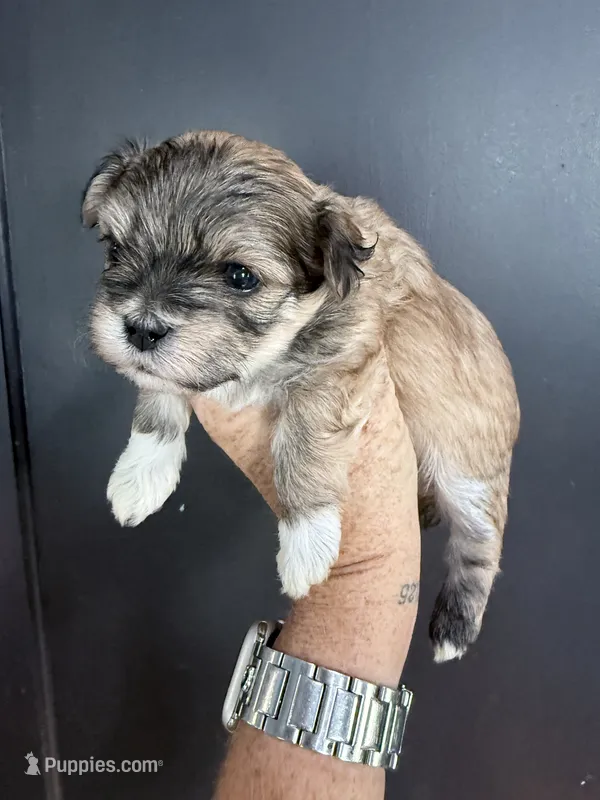 Frankie  – Yorkipoo puppy for sale in Rutland, IL