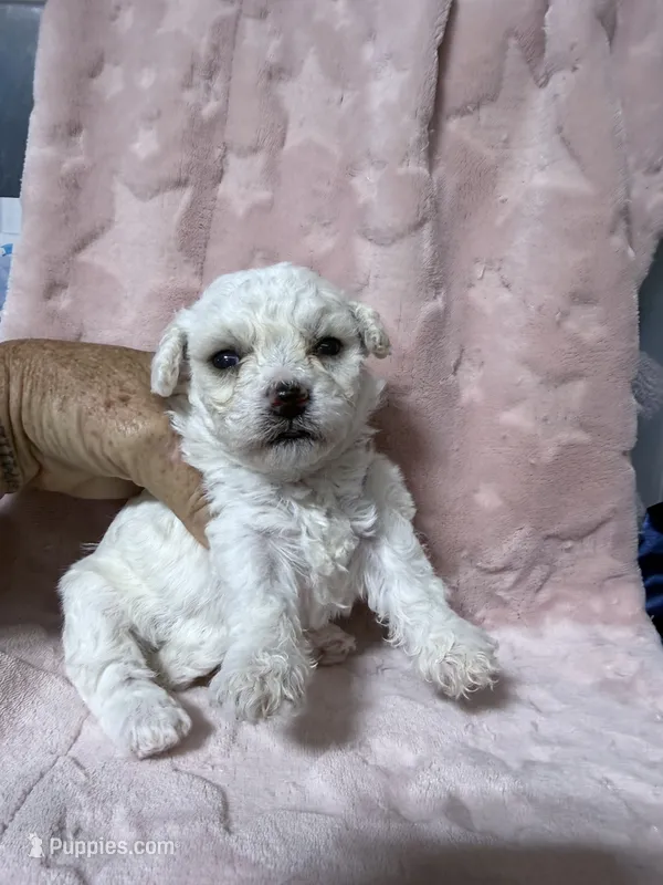 Nessa – Bichpoo puppy for sale in Rutland, IL