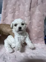 Nessa, a female Bichpoo for sale in Rutland, IL – 1 of 1