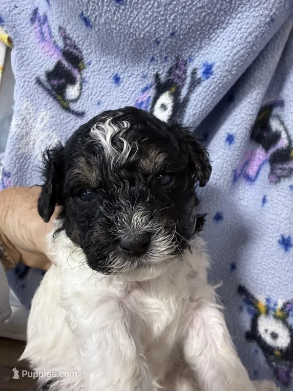 Max – Shihpoo puppy for sale in Rutland, IL