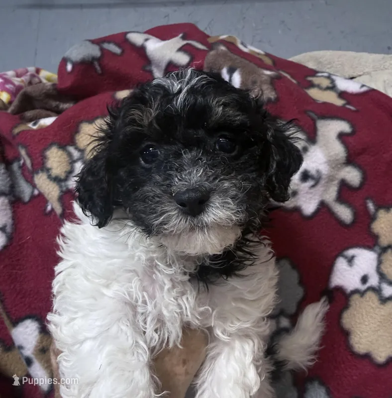 Max – Shihpoo puppy for sale in Rutland, IL