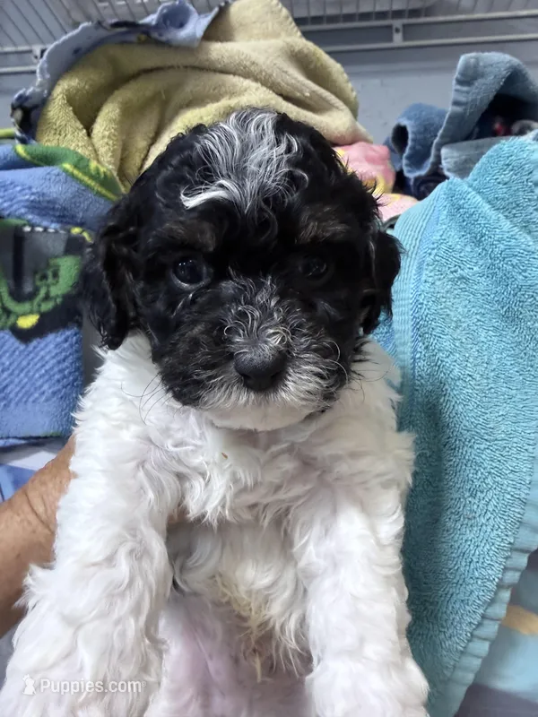 Max – Shihpoo puppy for sale in Rutland, IL