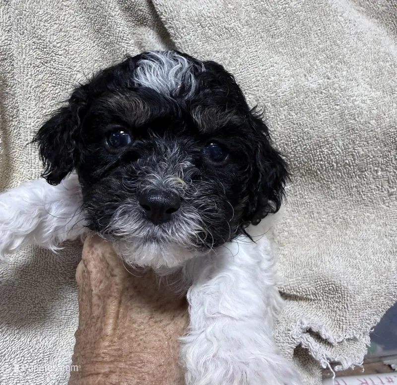 Max – Shihpoo puppy for sale in Rutland, IL