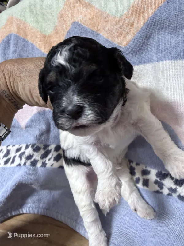 Max – Shihpoo puppy for sale in Rutland, IL