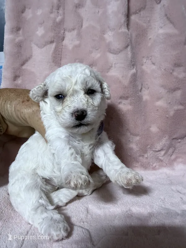 Jade – Bichpoo puppy for sale in Rutland, IL