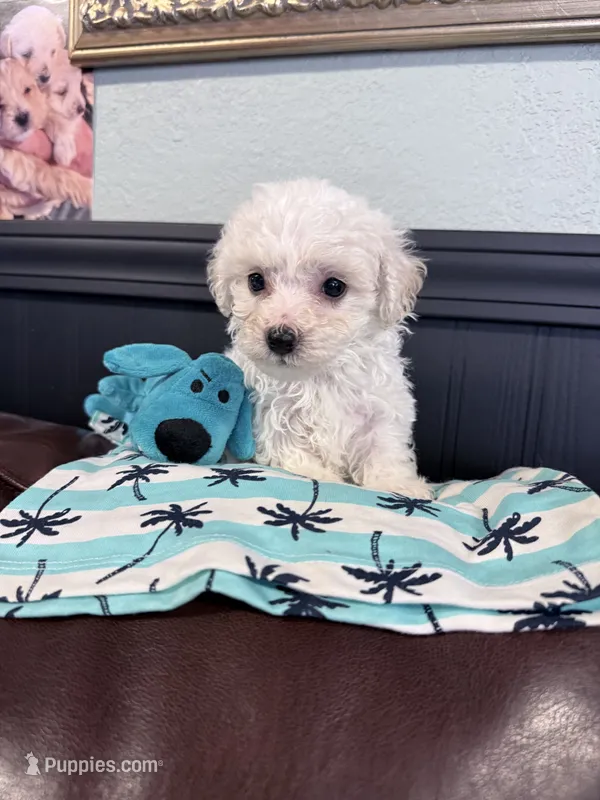 Luke – Bichpoo puppy for sale in Rutland, IL