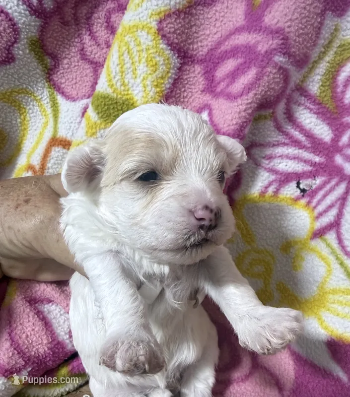 Willow – Havapoo puppy for sale in Rutland, IL