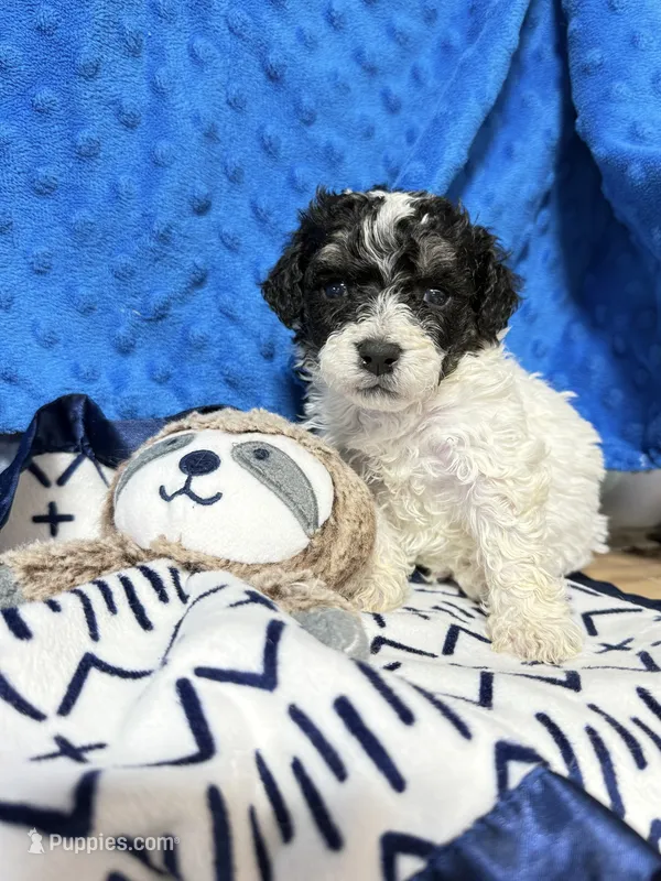 Cowboy – Bichpoo puppy for sale in Rutland, IL
