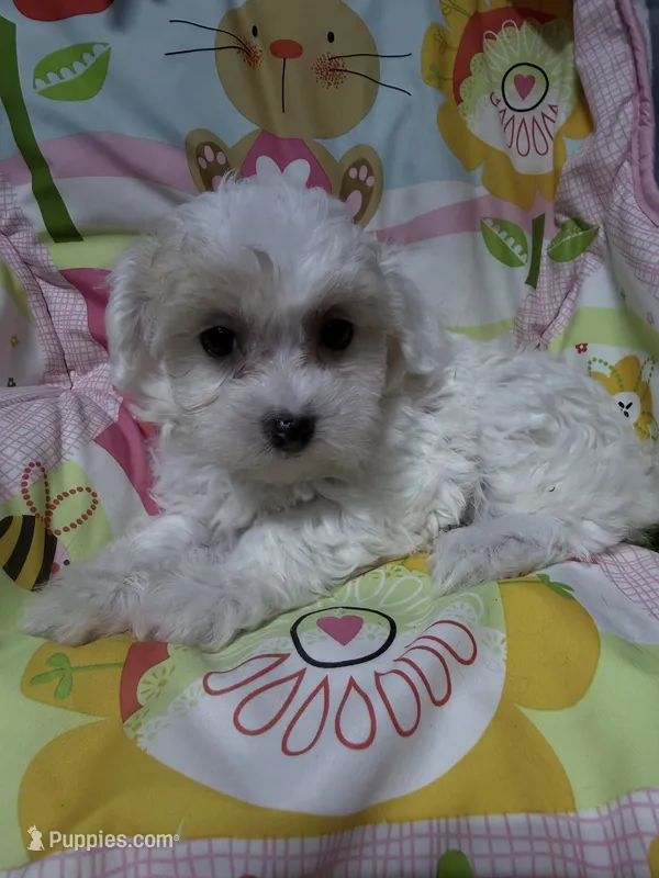 Willow – Havapoo puppy for sale in Rutland, IL