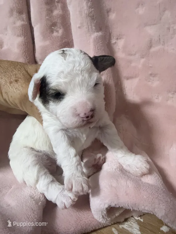 Sugar – Havapoo puppy for sale in Rutland, IL