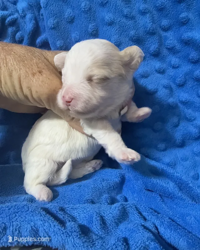 Mac – Havapoo puppy for sale in Rutland, IL