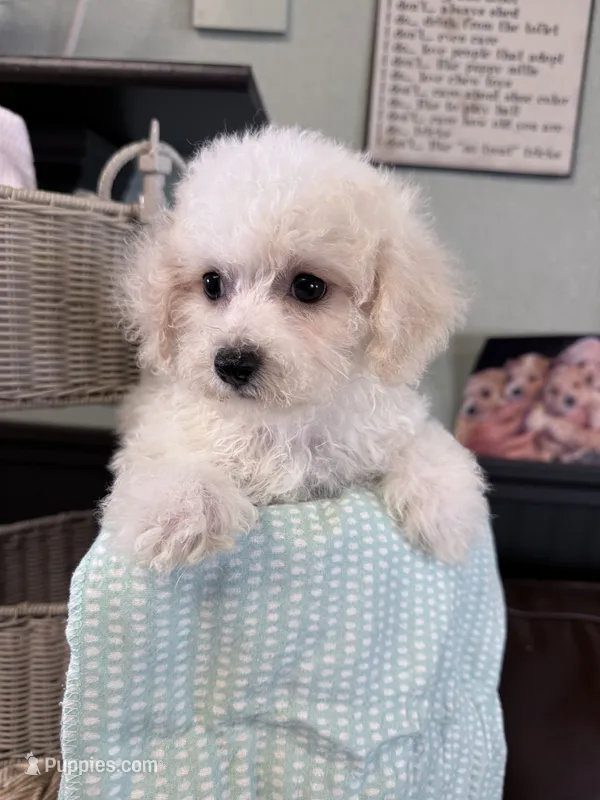 Luke – Bichpoo puppy for sale in Rutland, IL